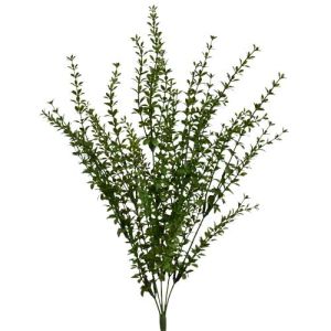 Thyme Bush x6, 21