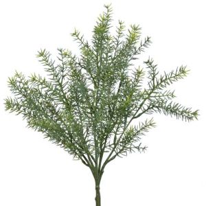Springeri (Asparagus Fern) Bush x5, 18