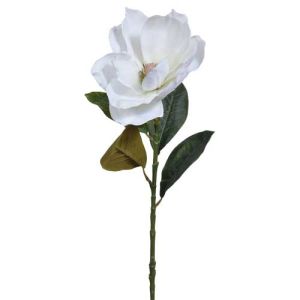 Magnolia Stem 29