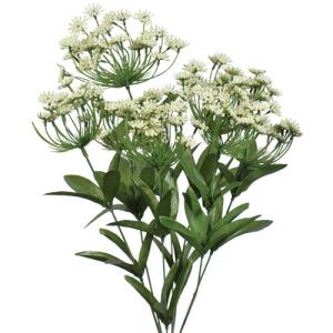 Queen Anne's Lace Bush x7, 20