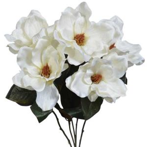 Magnolia Bush x5, 23