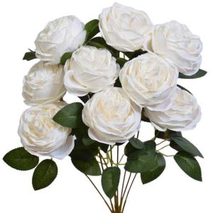 Cabbage Rose Bush x9, 17.5