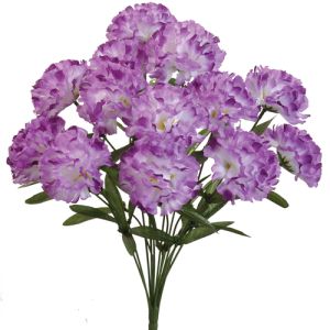 Carnation Bush 18