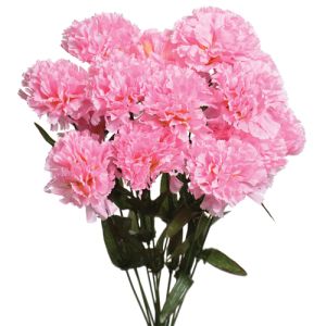Carnation Bush 18