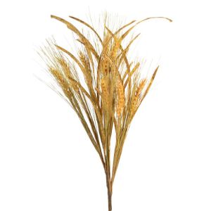 Wheat Grass Spray 26