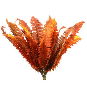 Boston Fern Bush x24, 21