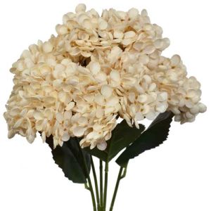 Hydrangea Bush x5, 19