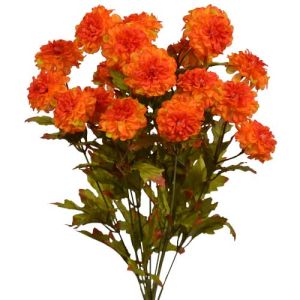 Mini Zinnia Bush x9, 17