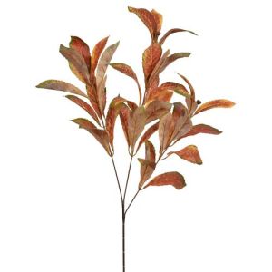 Loquat Leaves Spray x3, 26
