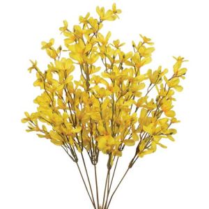 Forsythia Bush x8, 20