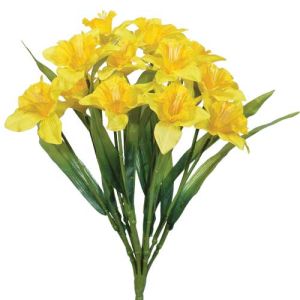 Daffodil Bush x12, 17