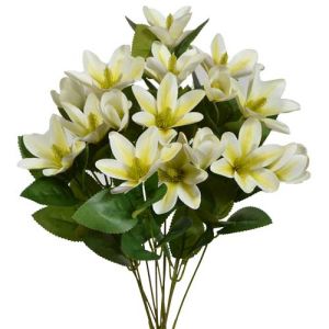 Japanese Magnolia Bush x7, 20