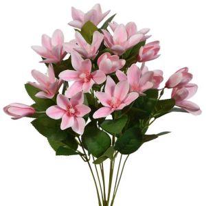 Japanese Magnolia Bush x7, 20