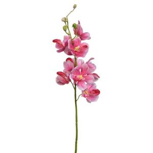 Mokara Orchid Stem 22