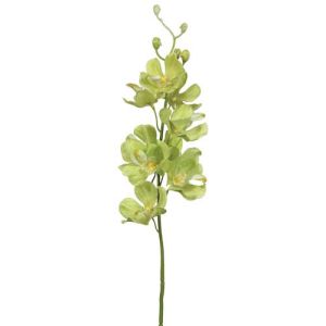 Mokara Orchid Stem 22