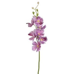 Mokara Orchid Stem 22