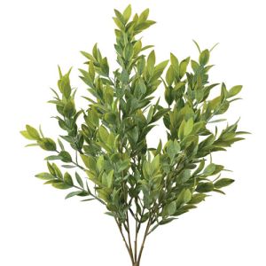 Israeli Ruscus Bush x5, 21.5
