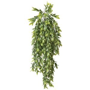 Hanging Israeli Ruscus Bush x5, 32