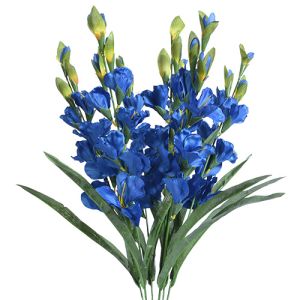Gladiolus Bush x7, 27