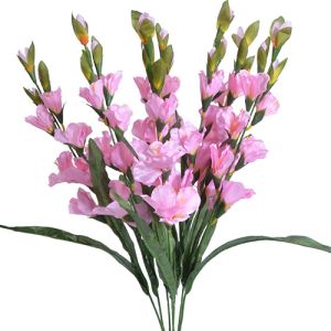Gladiolus Bush x7, 27