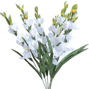 Gladiolus Bush x7, 27