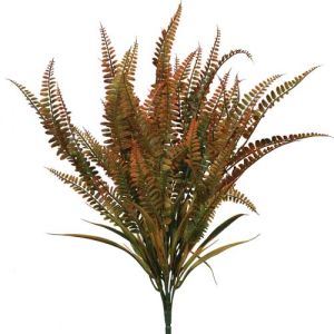 Boston Fern Bush x12, 23
