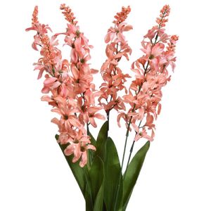 Spike Blossom Bush x7, 24