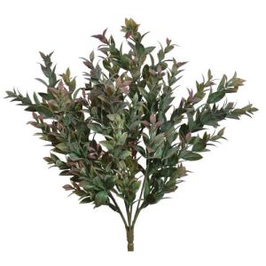 Israeli Ruscus Bush x7, 18