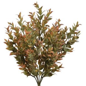 Israeli Ruscus Bush x7, 18
