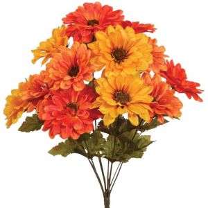 Gerbera Daisy Bush x12, 19