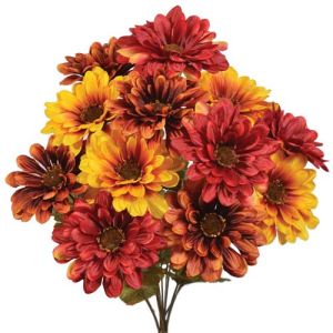 Gerbera Daisy Bush x12, 19