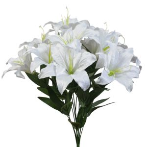 Tiger Lily Bush x11, 19
