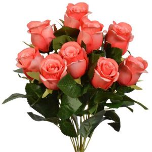 Rosebud Bush x9, 17
