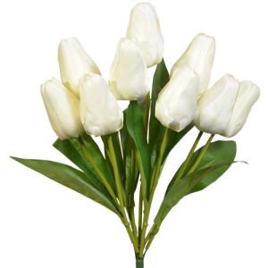 Value Tulip Bush x9, 18