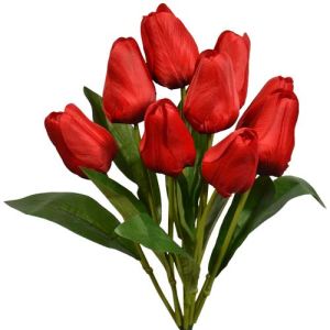 Value Tulip Bush x9, 18