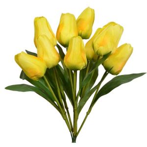 Value Tulip Bush x9, 18