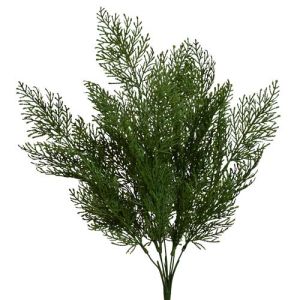 Cedar Bush x7, 22