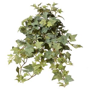Short Hanging Sage Ivy x15, 21