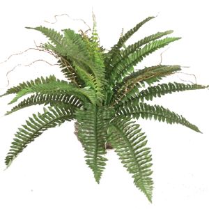 Boston Fern Bush x4, 18.5