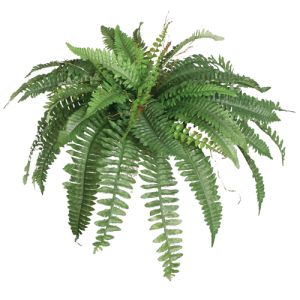 Boston Fern Bush x4, 24