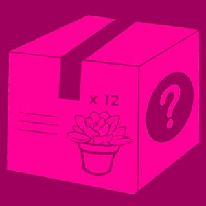 Mystery Sample Pack - Greenery/Succulents *12 per pack*