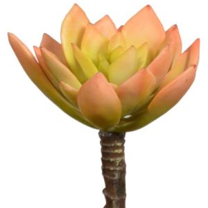 Echeveria Pick 5