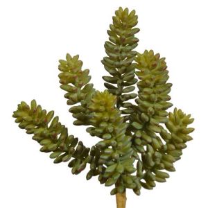 Sedum Pick 8