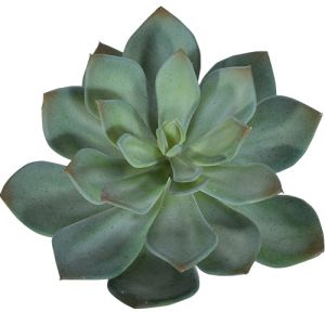 Echeveria Pick 6