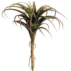 Tillandsia Pick 8