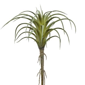 Tillandsia Pick 8