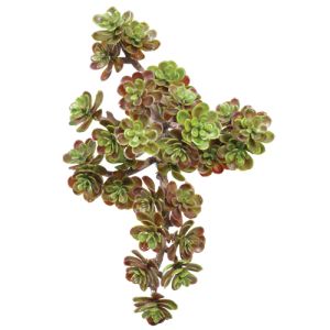 Sedum Pick 5