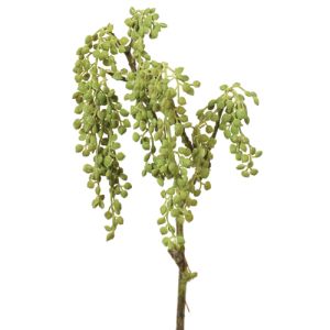 String of Pearls Spray x3, 19