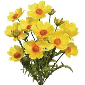 Cosmos Bush x14, 18