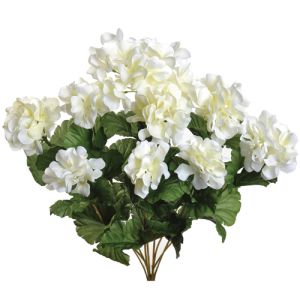 Geranium Bush x9, 17